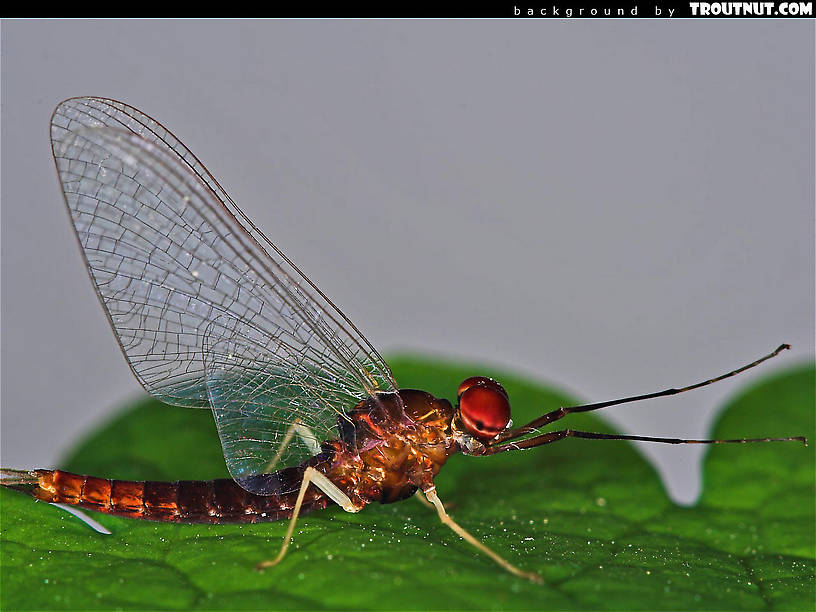scenic desktop background for download #51