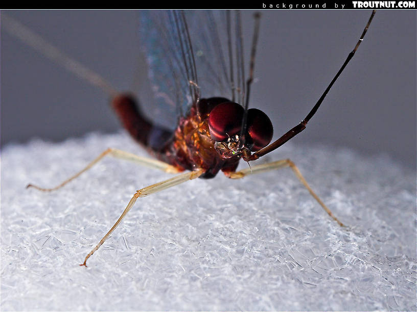 scenic desktop background for download #53