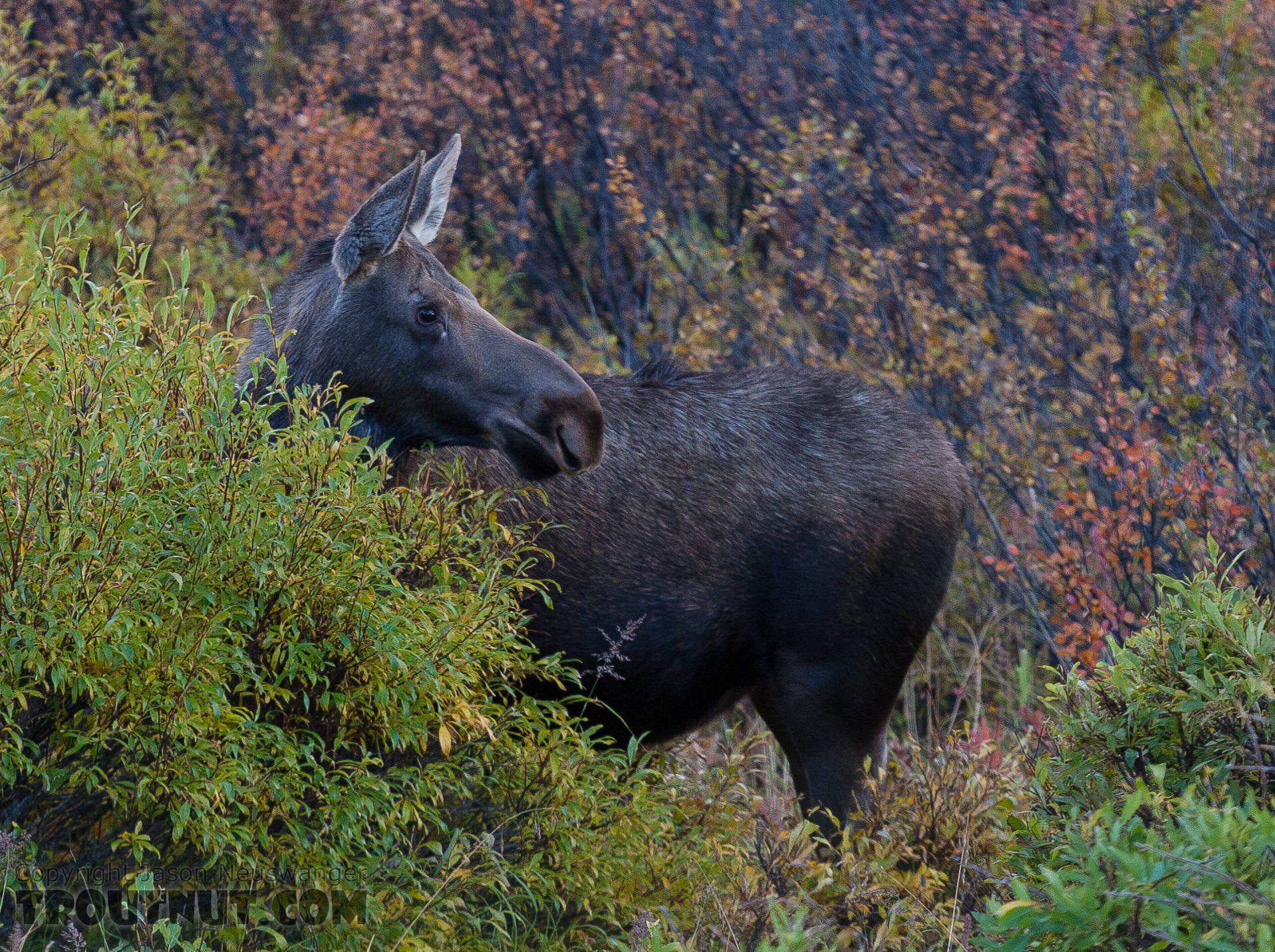 This cow moose was not legal to shoot, but the little bull with her was.