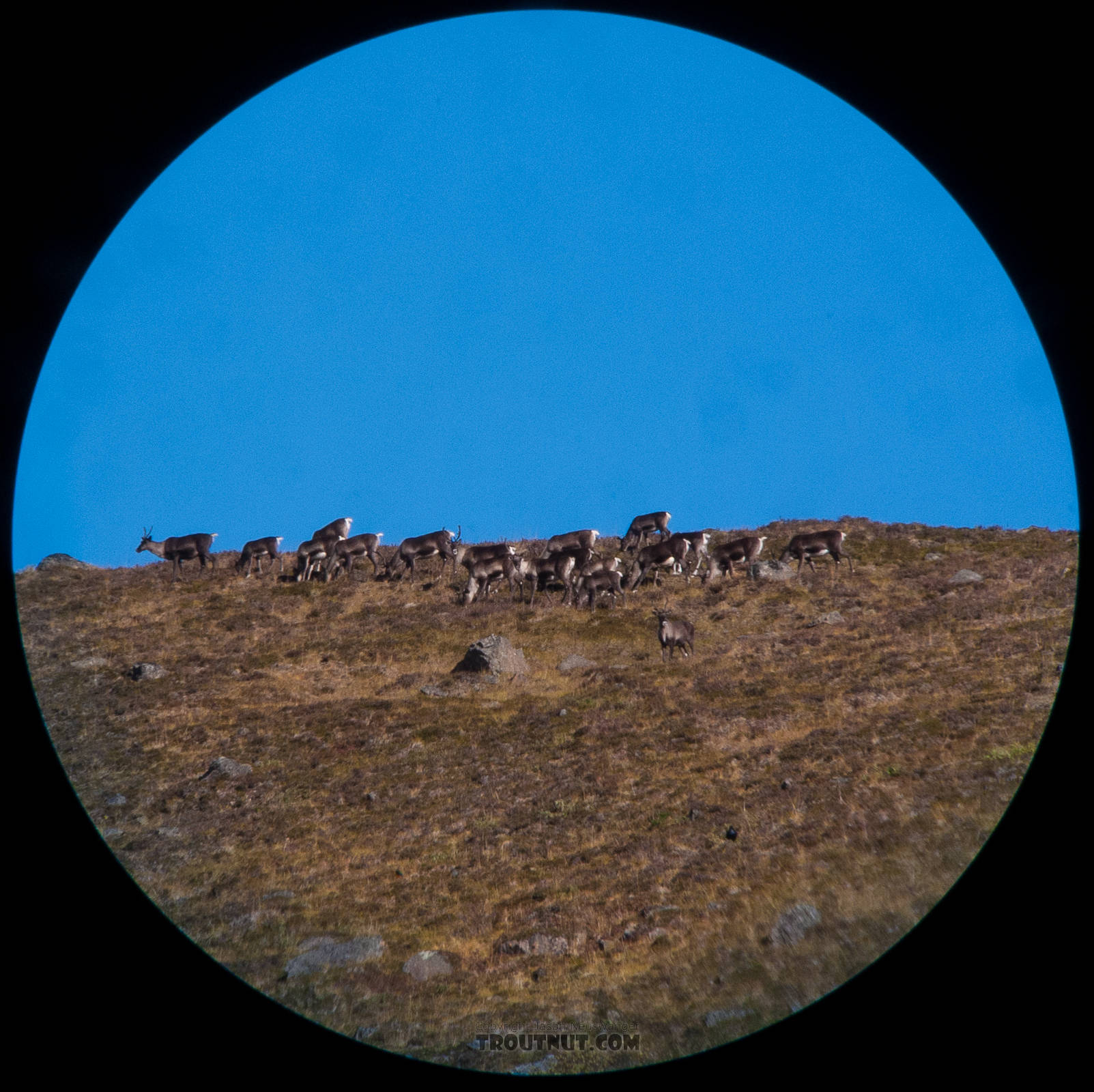 Here, the herd's approach was reenacted the next day by another herd in the same location, and I had the camera and spotting scope ready.