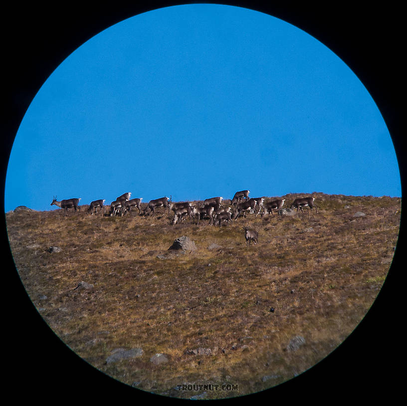 Here, the herd's approach was reenacted the next day by another herd in the same location, and I had the camera and spotting scope ready.