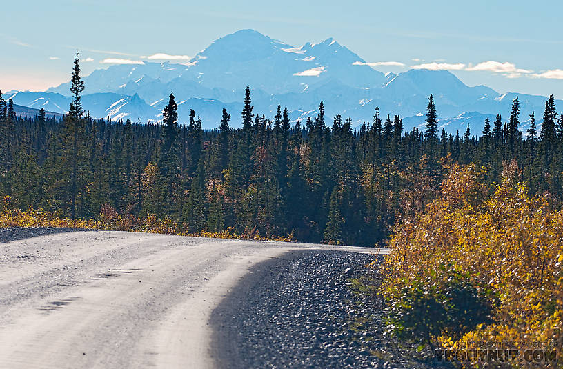 Denali ("Mount McKinley") was out in full view as I approached Cantwell on the drive back to Fairbanks.