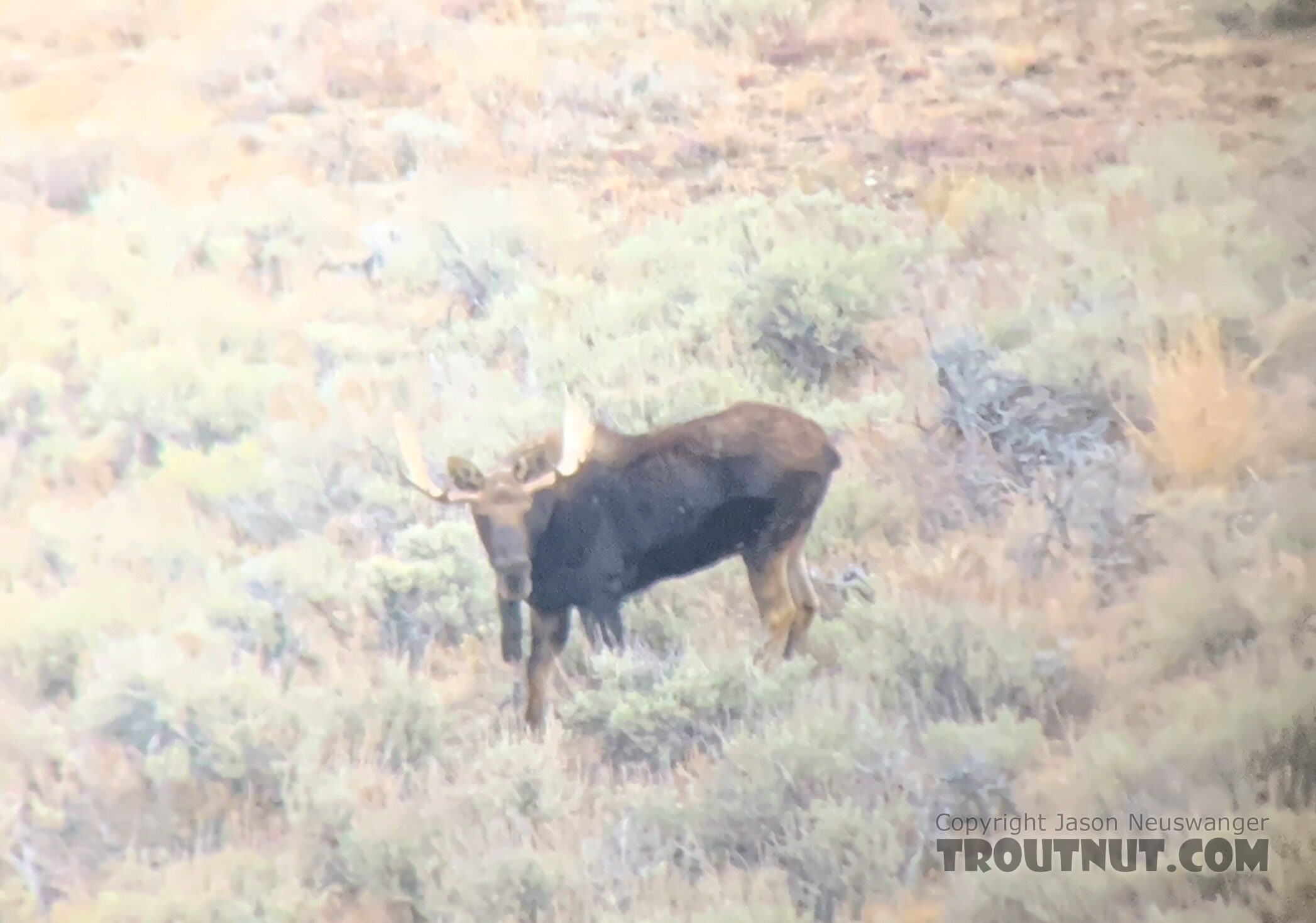 This was the best photo I could get of the moose through my spotting scope with a handheld phone.