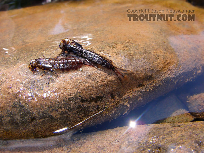 Several craneflies formed a mating cluster here in a dark rootwad along the bank of a large limestone trout stream.