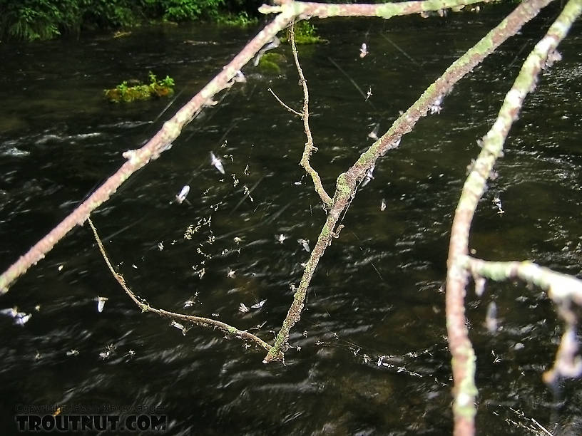 Spider webs are nature's hatch charts.  They often tell you what's been hatching recently.  This one reveals a Trico hatch. From the Rush River in Wisconsin.