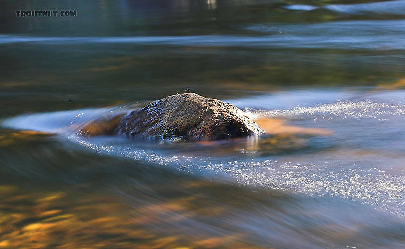 A lone fly rests upon a rock in the middle of a little brook trout stream that's catching the late afternoon sun. From Eighteenmile Creek in Wisconsin.