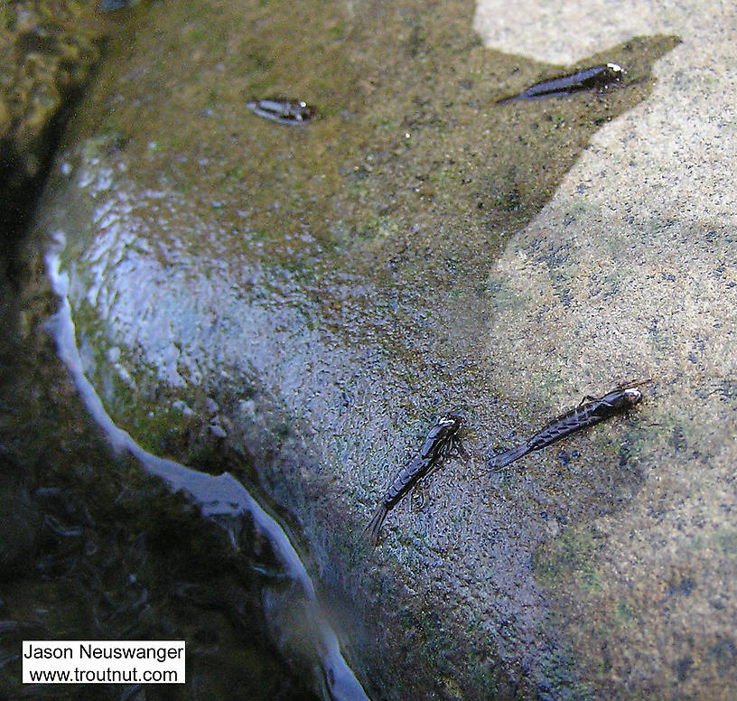Here are the empty nymphal cases of Isonychia bicolor mayflies which hatched in early fall in the Catskills by crawling out onto a rock. From the Beaverkill River in New York.