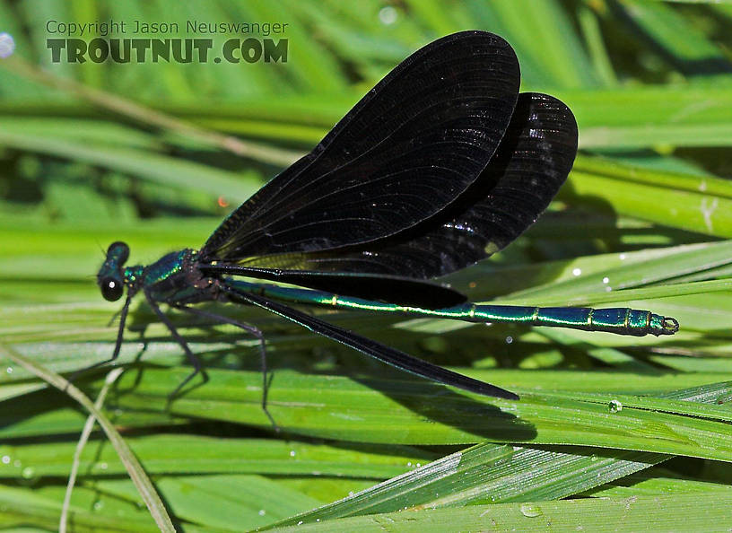 I photographed this Calopteryx maculata damselfly on some streamside grass while I was out with the Wisconsin DNR helping transplant some stranded sturgeon. From the Chippewa River in Wisconsin.