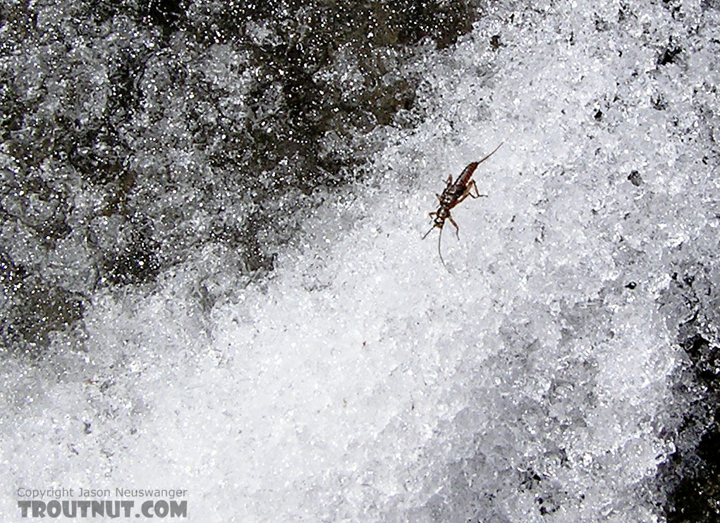An early season stonefly nymph looking to hatch crawls across a snow-covered midstream boulder. From the Namekagon River in Wisconsin.
