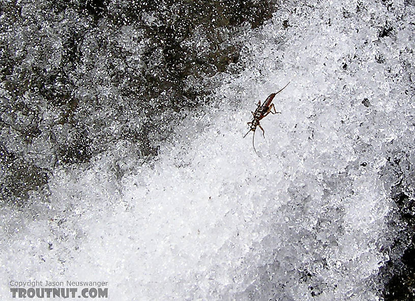 An early season stonefly nymph looking to hatch crawls across a snow-covered midstream boulder. From the Namekagon River in Wisconsin.