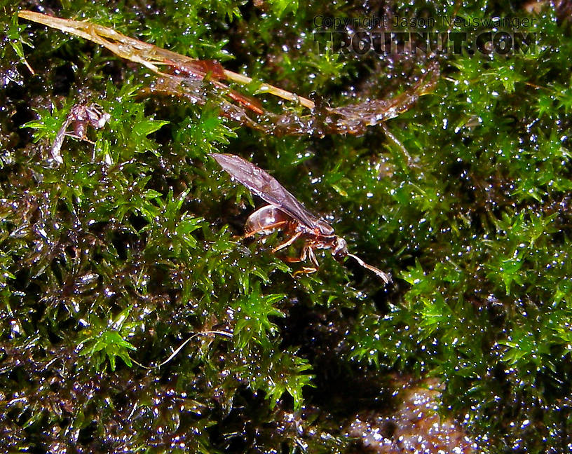 This winged ant was on a mossy rock in the middle of a small stream. From Rondout Creek in New York.