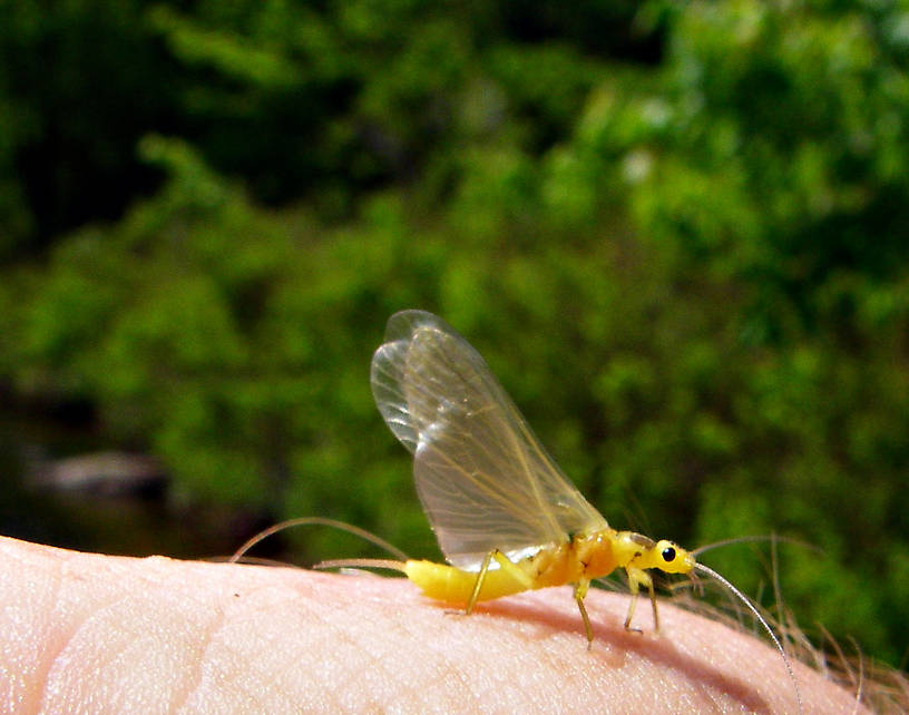 This stonefly is doing its best to pretend to be a mayfly. From Mystery Creek # 42 in Pennsylvania.