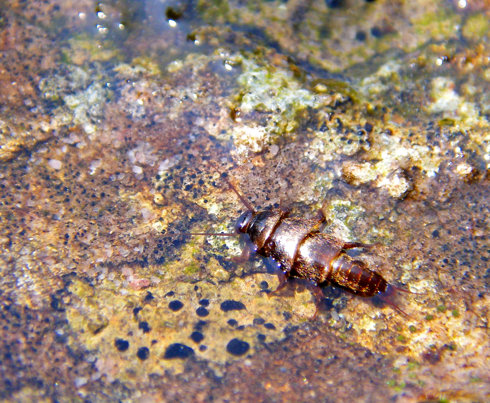 This Peltoperlid stonefly (roachfly) was crawling around on this rock looking for a comfortable place to emerge. From Mystery Creek # 42 in Pennsylvania.