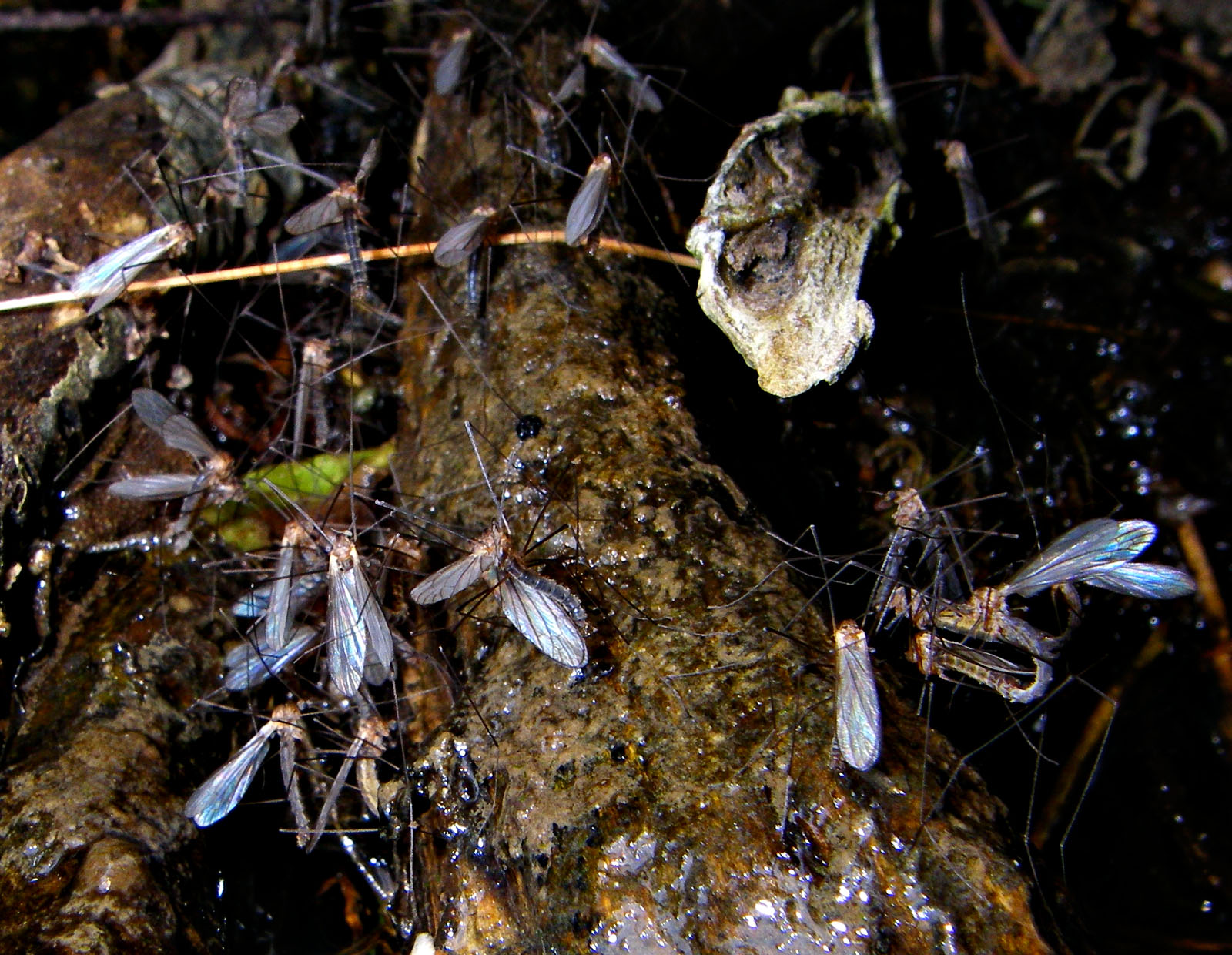 Several craneflies formed a mating cluster here in a dark rootwad along the bank of a large limestone trout stream. From Penn's Creek in Pennsylvania.