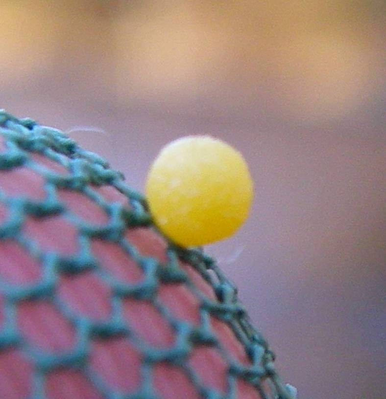 Here's a fresh ball of eggs from a Hendrickson spinner, photographed to show the proper color for the egg-ball on spinner patterns. From Fall Creek in New York.