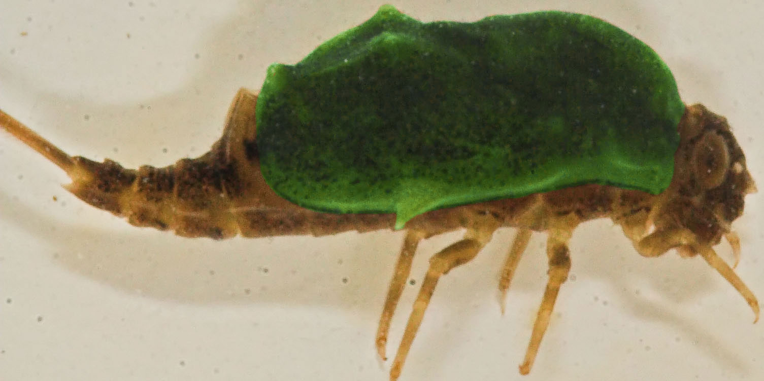 The carapace of this Baetisca laurentina nymph is highlighted in green.