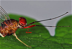 The femur of this Isonychia bicolor mayfly spinner is highlighted in red.