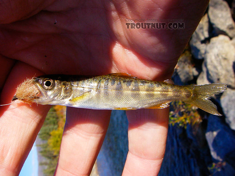 This juvenile Chinook salmon was one of many attacking my fly in a surprisingly fast, deep pool on the Jim River, a tributary of the Koyukuk.  There's no fishery there (or anywhere along the Dalton Highway, really) for the adult salmon, because they're too few in number and protected. From the Jim River in Alaska.