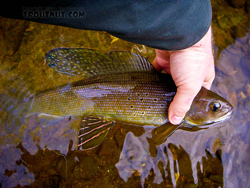 It's hard to capture the full beauty of a well-colored arctic grayling in a photo that can't show its iridescence.  This one was just so colorful he pretty much made up for it. From Fish Creek in Alaska.