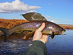 The Kuparuk is known and written up in the guides as a good grayling fishery, but this is the only one I caught when I fished half a mile up from the road.  Grayling can be fairly migratory, and perhaps they were already elsewhere preparing for winter when I fished. From the Kuparuk River in Alaska.