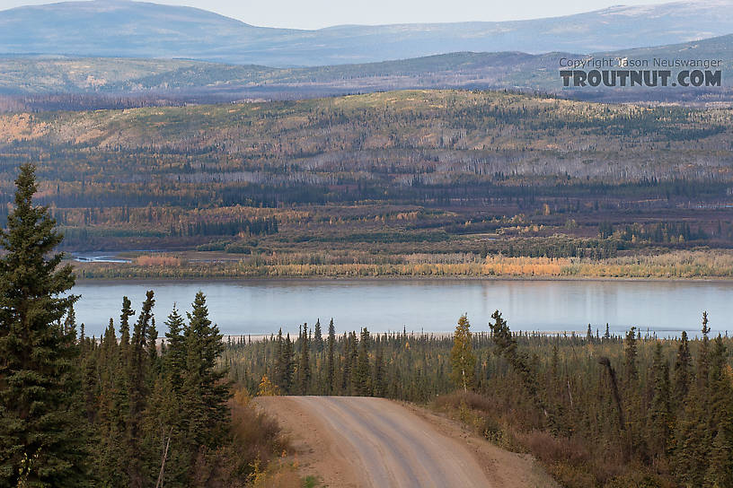This is the first good view of the Yukon as you come up from the south. From the Yukon River in Alaska.