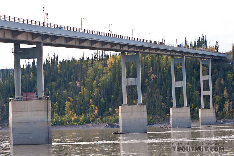 The Yukon River Bridge.  It doesn't look as intimidating from this angle as from up above when you see that it's "paved" with wood, although I trust that was a wise engineering decision given all the truck traffic and extreme weather conditions. From the Yukon River in Alaska.