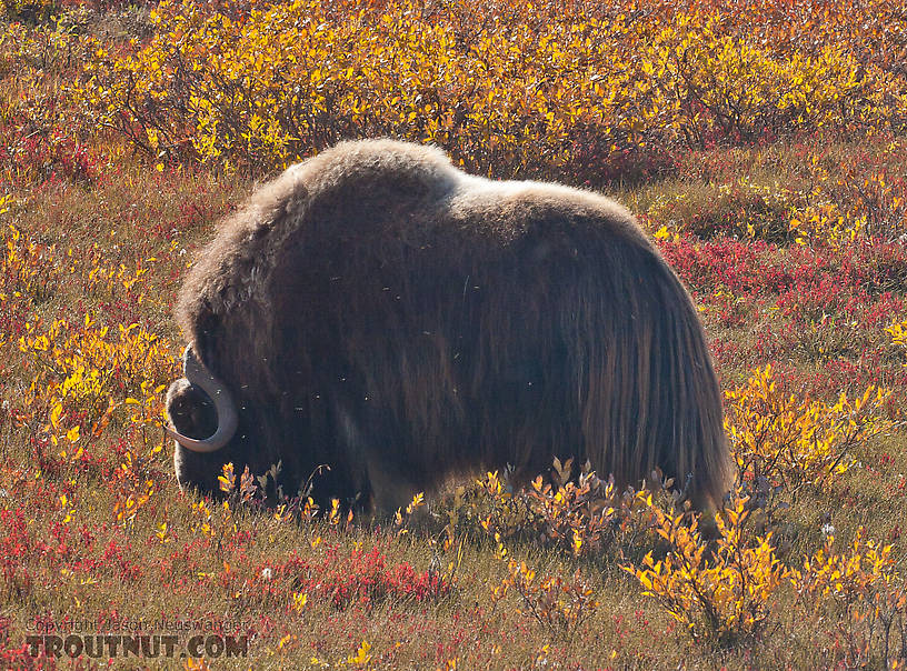A musk ox grazing near the Sag River in the coastal plain. From Dalton Highway in Alaska.