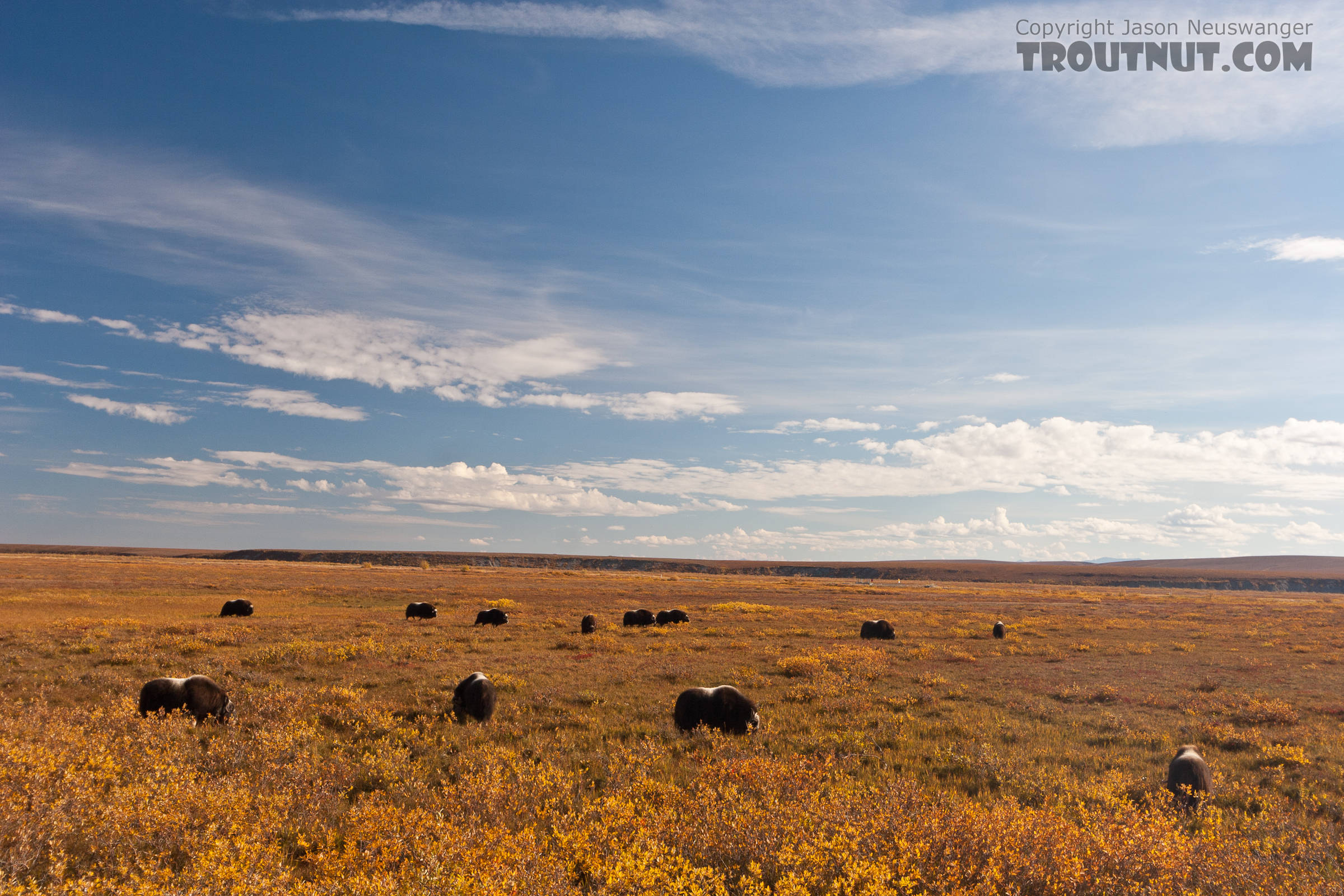 More of the same herd of musk oxen. From Dalton Highway in Alaska.