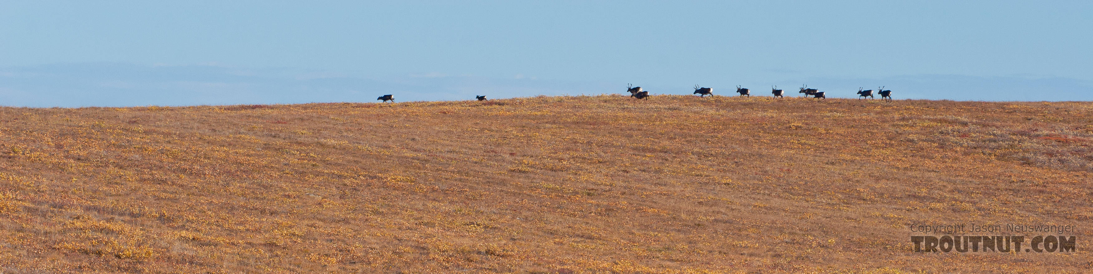 A herd of caribou (all cows) crossing over a hilltop near the Kuparuk River. From Dalton Highway in Alaska.