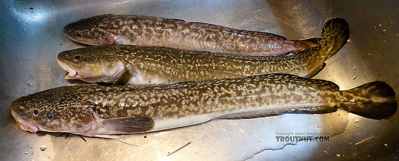 Small burbot, but tasty!  If you think in units of brook trout, even the smallest burbot is a lot of dinner. From the Tanana River in Alaska.