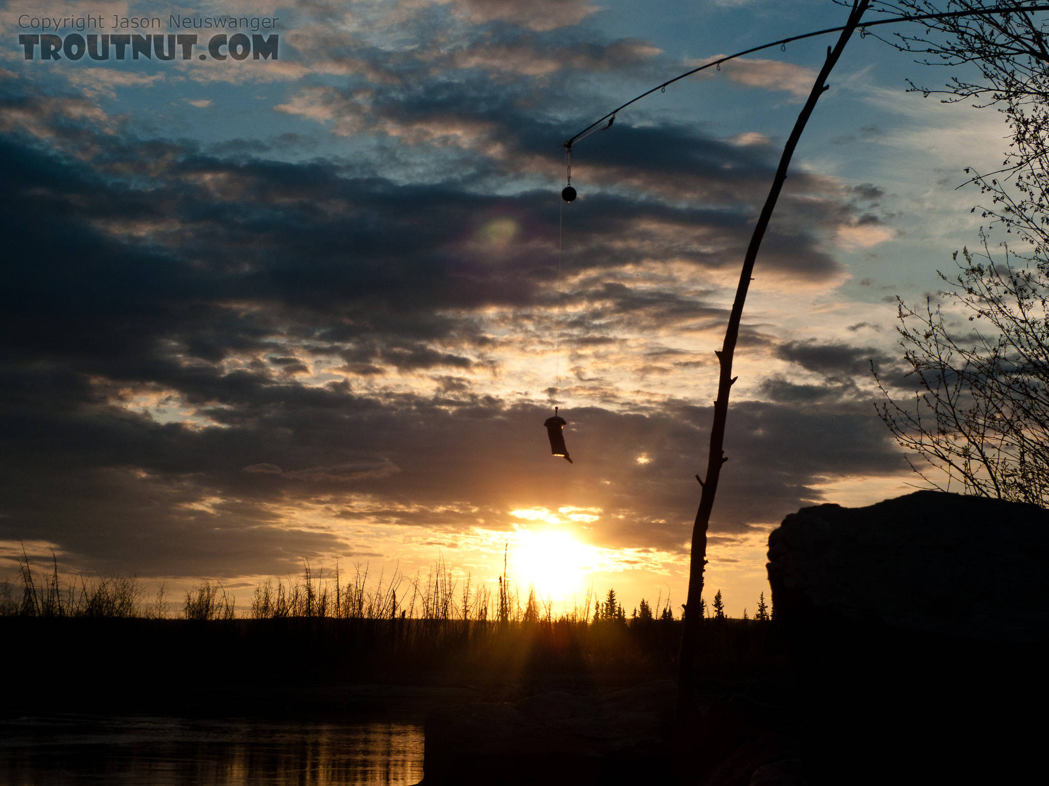 Cut herring bait dangles from the tip of a spinning rod... not my usual gear! From the Tanana River in Alaska.