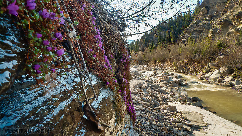 Purple mountain saxifrage. From Gunnysack Creek in Alaska.