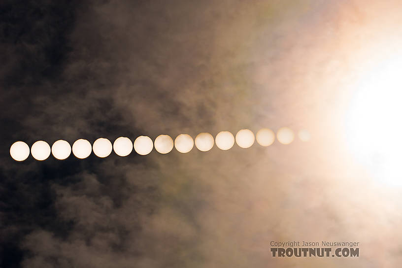 This partial solar eclipse today was most prominent across parts of Siberia, the Arctic Ocean, and Scandanavia, but I caught the outer edge of it here in Fairbanks, Alaska.  I went out to a quiet spot next to the Tanana River behind the airport, and shot this composite photo of several short exposures of the sun during the eclipse, and one longer exposure at the end, capturing the thin clouds that crept into the frame. From the Tanana River in Alaska.