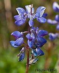 This is some species of lupine, but I'm not sure which. From Coal Mine Road in Alaska.
