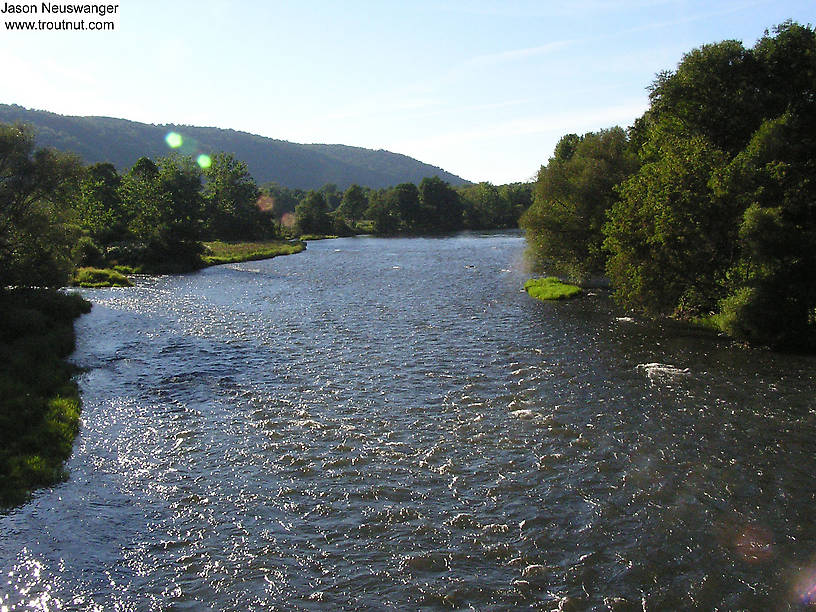 This is one of the most famous trout streams in the country. From the West Branch of the Delaware River in New York.