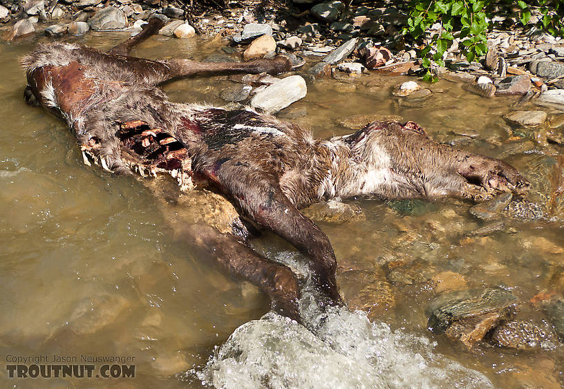 I figured this dead, adult moose was a great reason to turn around, rather than continuing up the canyon and having to sneak back past it after whatever had been eating on it came back. From Ruby Creek in Alaska.