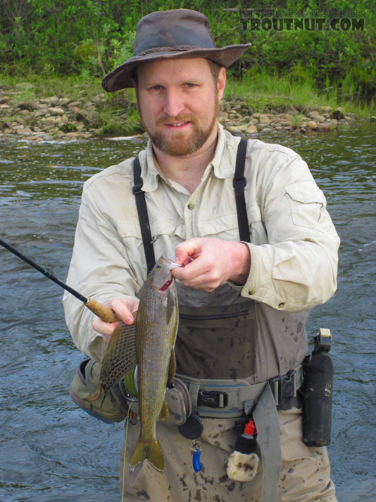 My first good-sized grayling of the year, and the biggest I've seen in this creek, about 15-16 inches. From Nome Creek in Alaska.