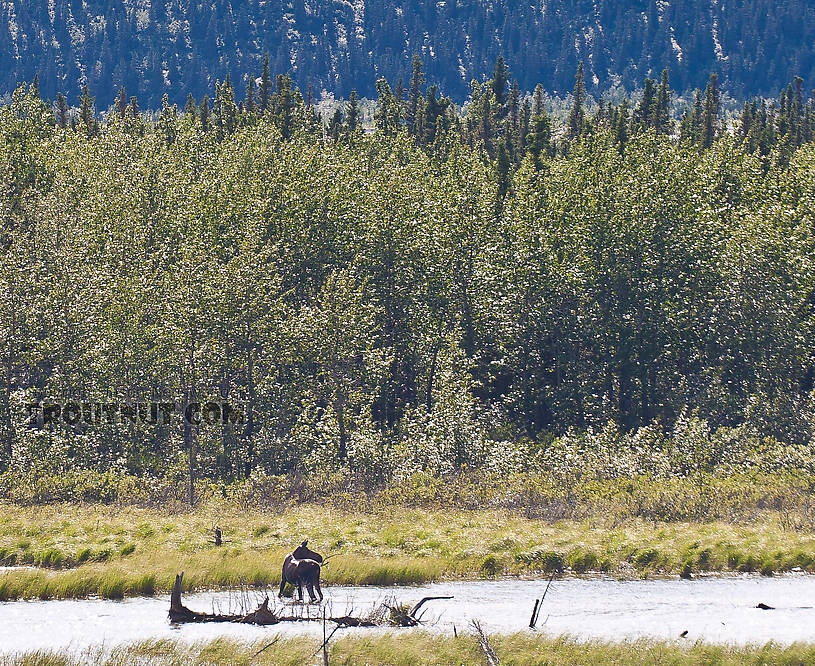 A moose feeds in wetlands in the Delta River Valley. From Richardson Highway in Alaska.