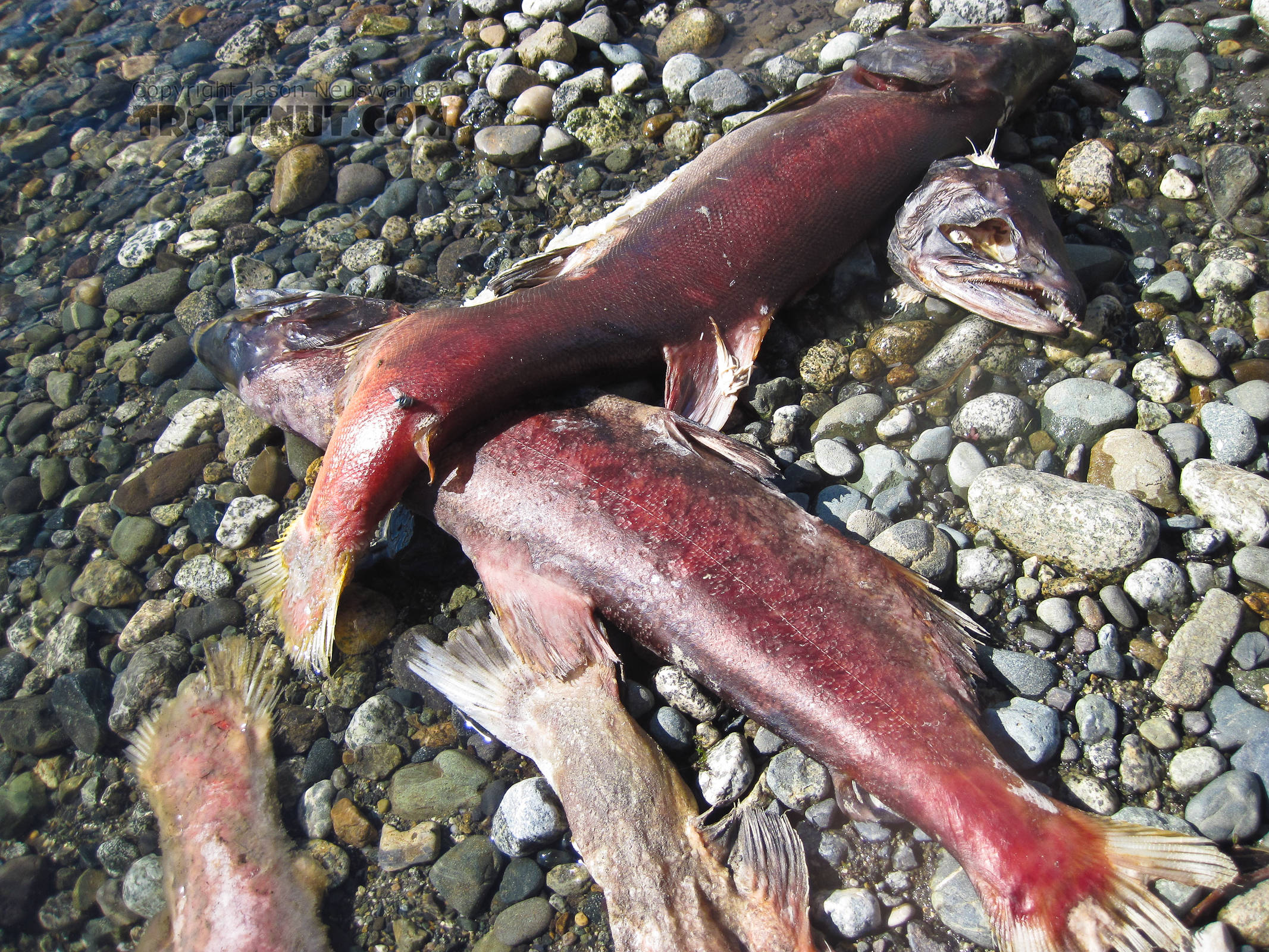 Dead sockeye salmon fertilizing the upper Gulkana River. From the Gulkana River in Alaska.