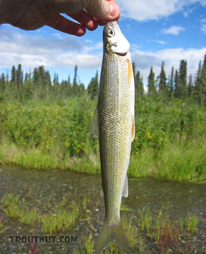 A small round whitefish. From the Gulkana River in Alaska.