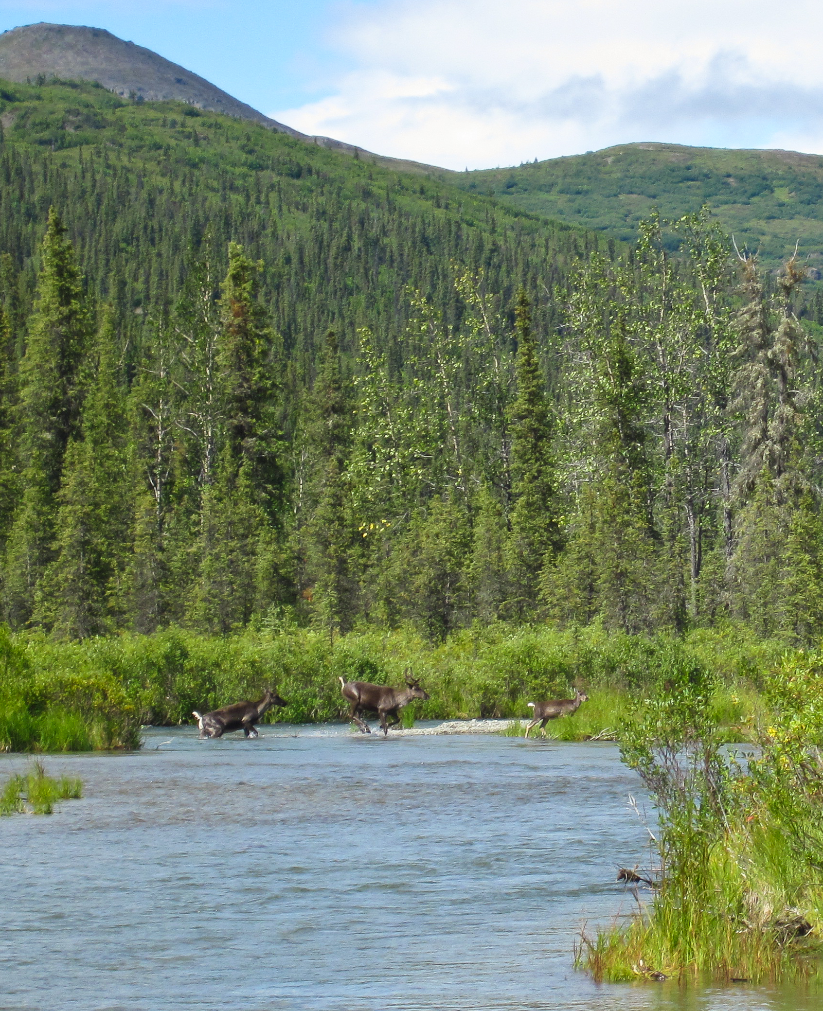 While I was taking pictures of the whitefish I caught, I heard loud splashing in the water upstream.  Two caribou cows and their calves were crossing the river.  (Only one calf is visible here.) From the Gulkana River in Alaska.