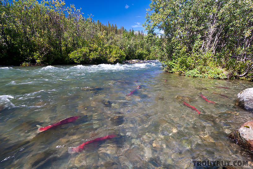 At this time of year, sockeye salmon in full spawning colors dot the edges of the upper Gulkana, and are visible from the road in a few places, including this one. From the Gulkana River in Alaska.