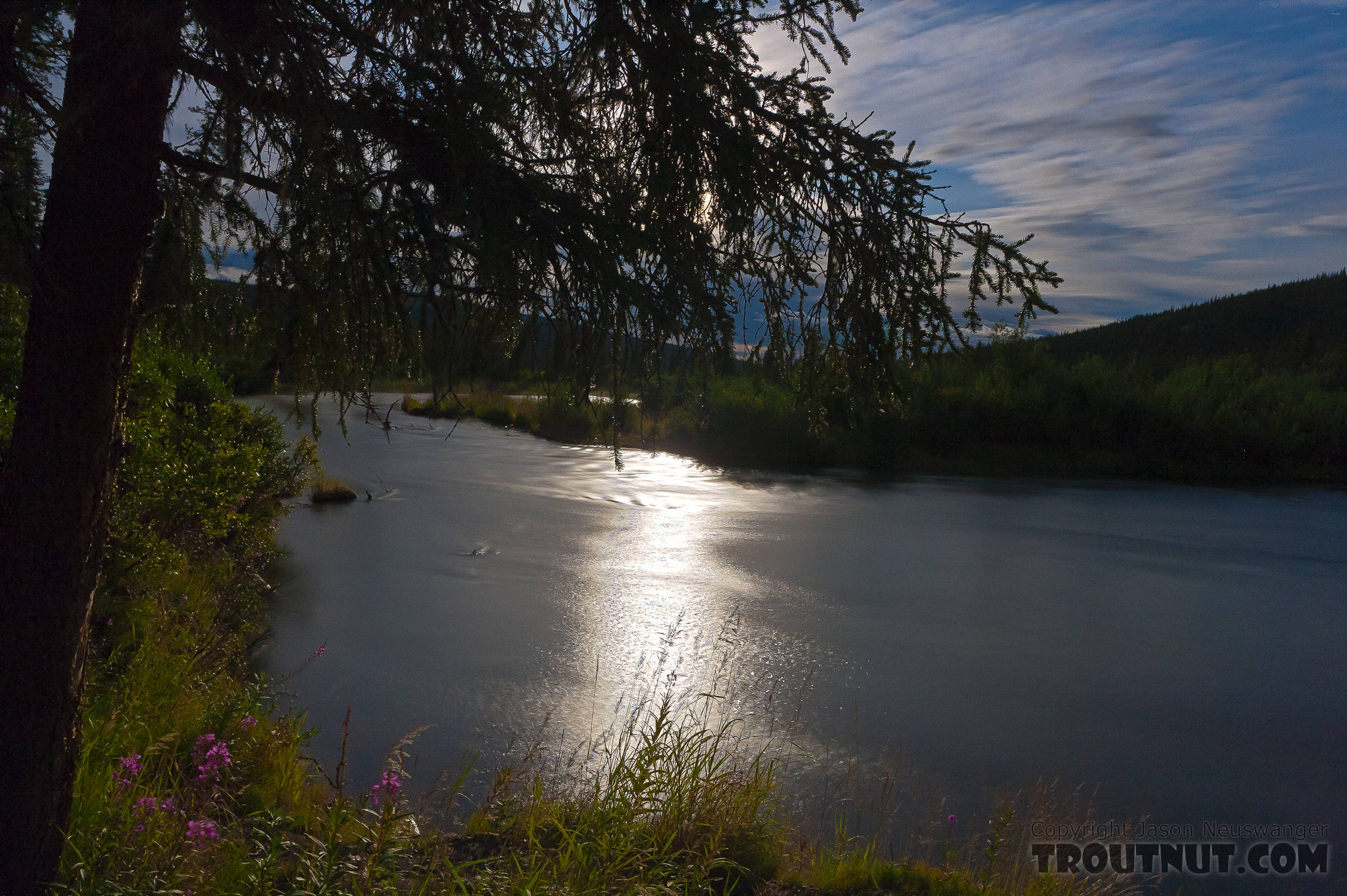 A moonbeam illuminates a riffle and some fireweed. From the Gulkana River in Alaska.