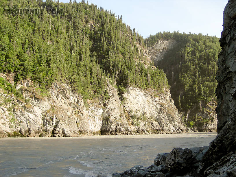 The Copper River is often over a mile wide, but the dipnetting almost all takes place in this narrow canyon below the confluence with the Chitina River.  Here the river squeezes into a deep, fast, turbulent rapids that funnels fish through a narrow area and forces them to hug the banks where anglers can reach them. From the Copper River in Alaska.
