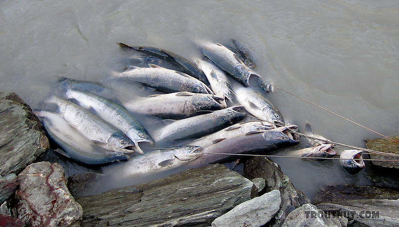 Dipnetting for sockeye salmon in the Copper River at Chitina, Alaska