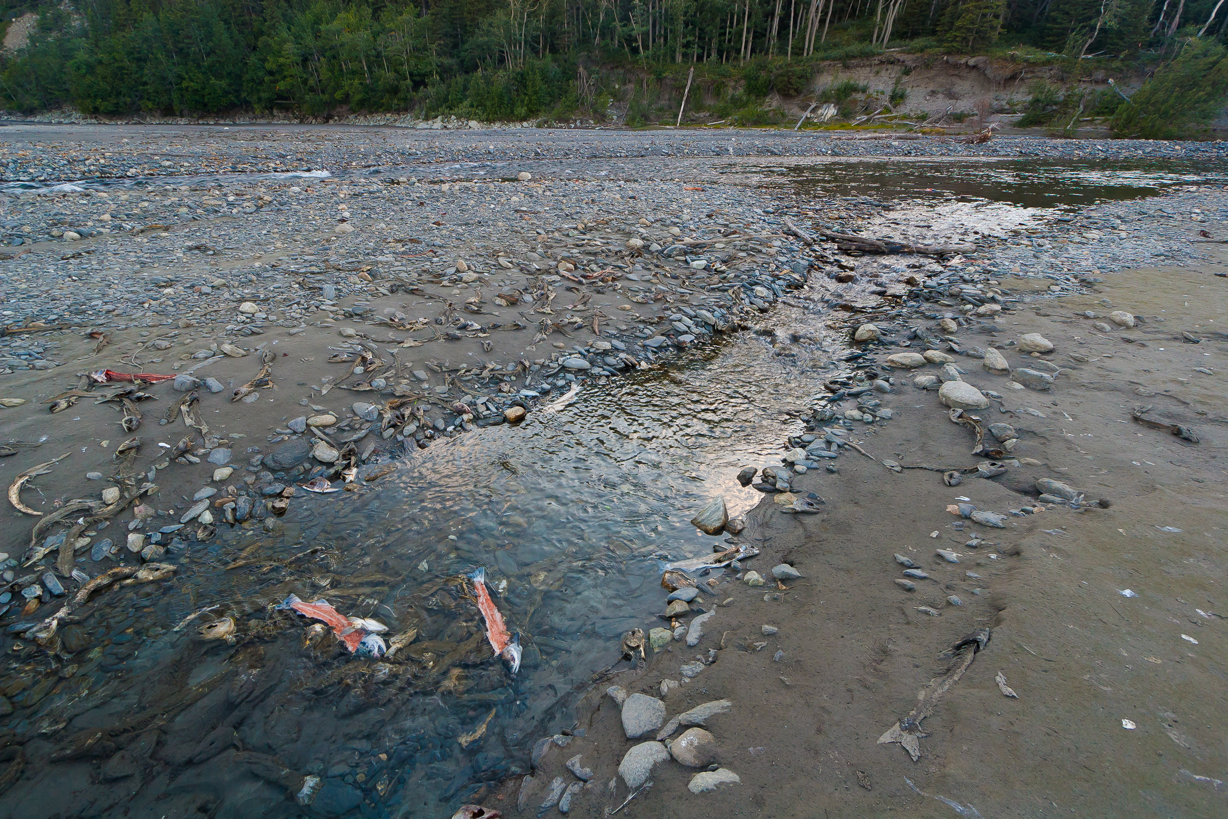 This is the delta where O'Brien Creek flows out into the Copper River's channel.  It may be one of the most intense graveyards for filleted salmon in the world. From the Copper River in Alaska.