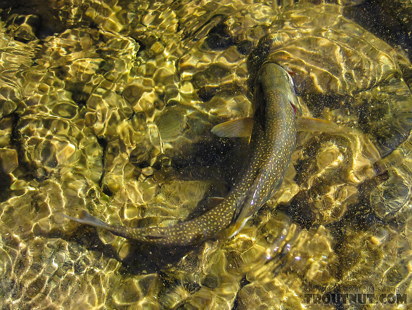 I always knew the mottled pattern on the backs of char was excellent camouflage, but I never quite appreciated how perfectly they can match the light tones of a riffly river until I took this picture. From Mystery Creek # 170 in Alaska.