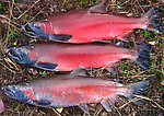 I kept my limit of cohos and gave them to a friend to smoke, since my freezer is full of sockeye already.   From the Delta Clearwater River in Alaska.
