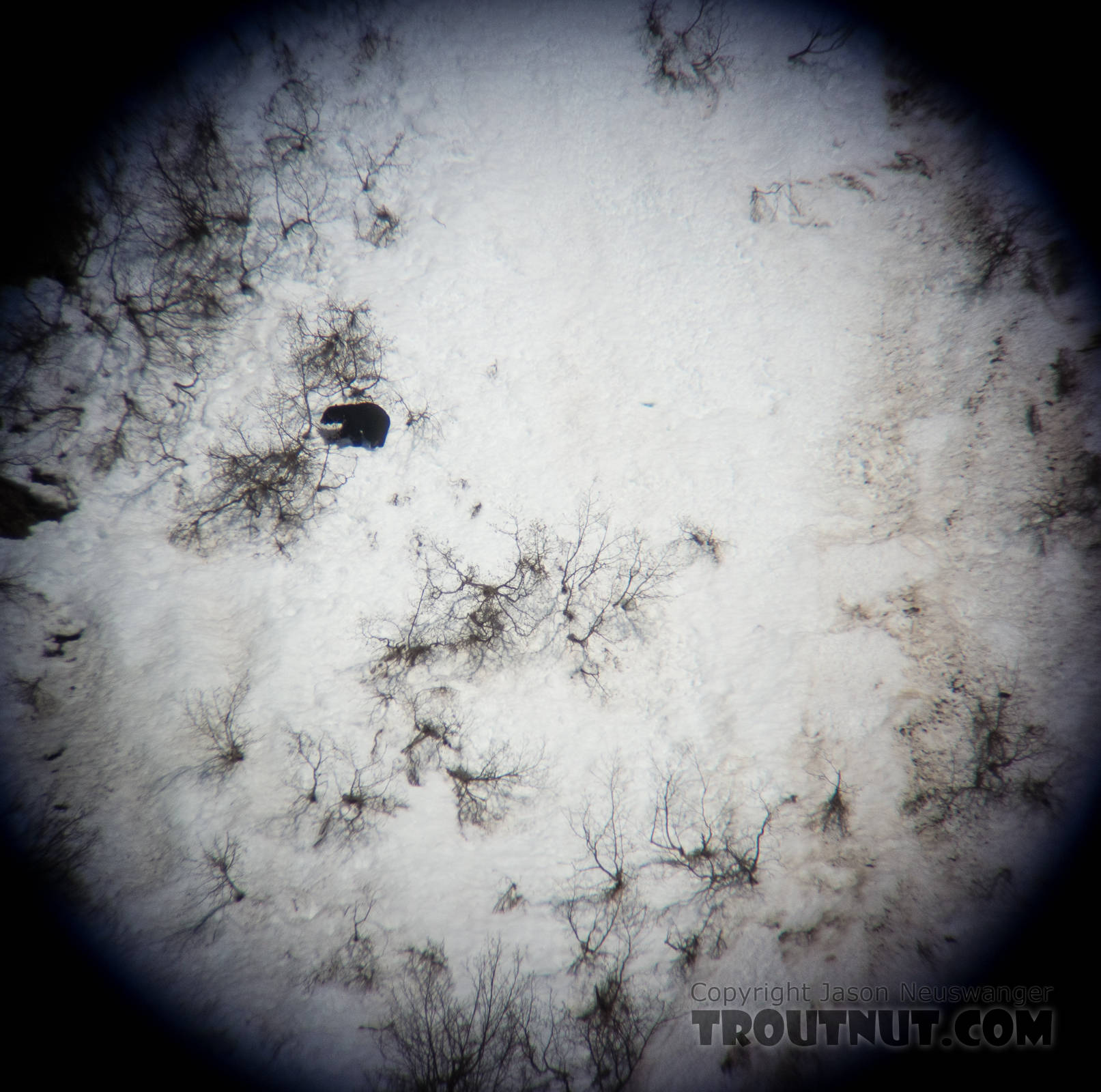 We found this bear in the spotting scope a few minutes before another group of hunters shot it. From Prince William Sound in Alaska.