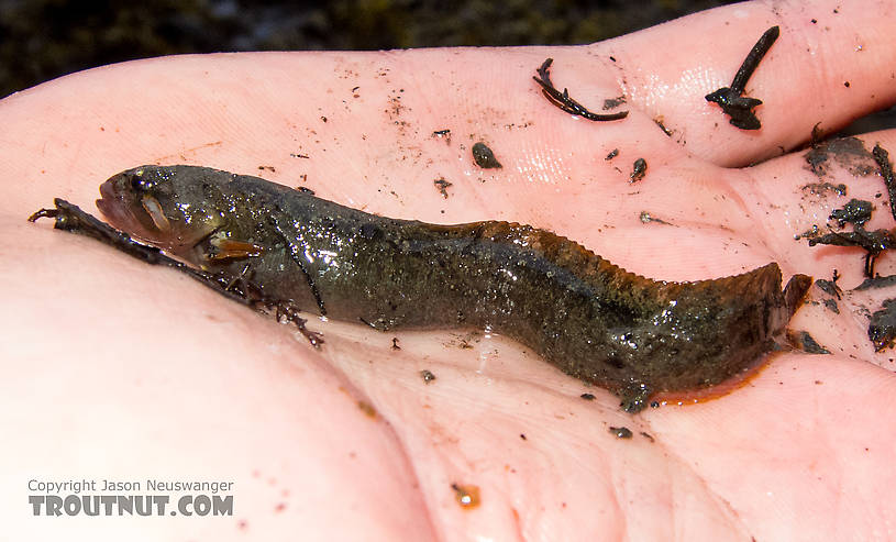 A gunnel (a type of fish) captured under a rock exposed by the falling tide. From Prince William Sound in Alaska.